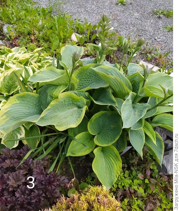 Американ Хало