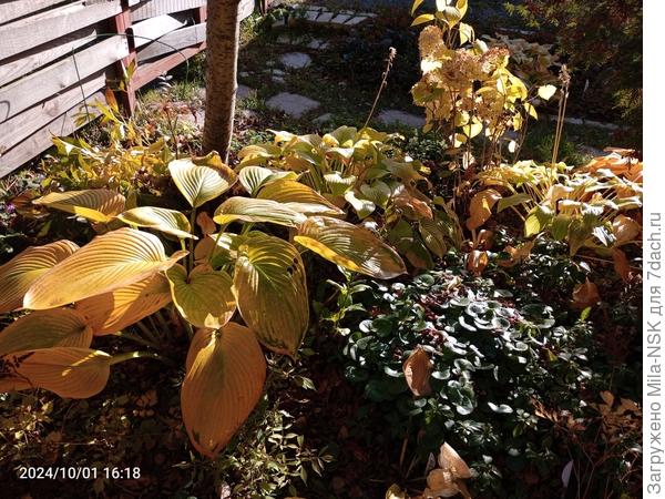 Золото осени.