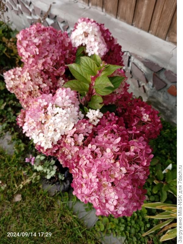 Покупалась, как Мохито, но оказалась другим "ценным мехом".