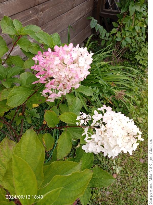 Диамантино