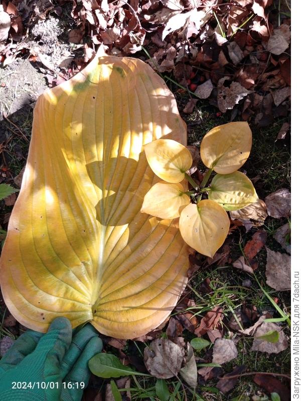 Великаны и карлики в мире хост.