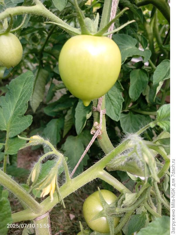 Вот такие носатики получились из семян, собранных с Лирики