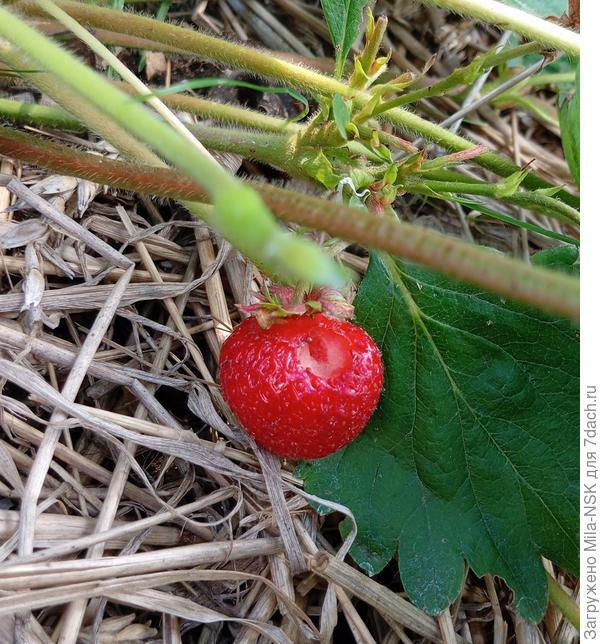 У нас Виктория почти отошла. Хотя у меня ее нынче мало совсем было, плантация прошлого года посадки. Ремонтантные аямотдельные ягодки еще плодит. Вот такую я сегодня и обнаружила. Кто-то куснул и убежал