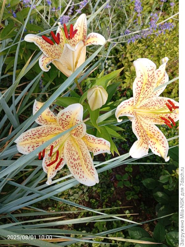 Первая лилия, наконец, расцвела. Сегодня еще одна раскрылась. Но дождь идет, пока не фотографировала.