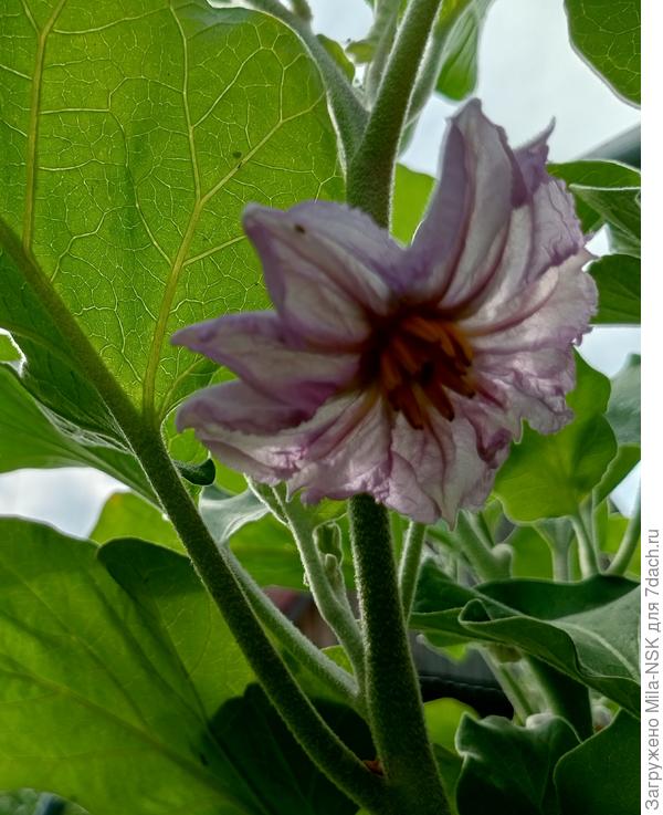 И овощи цветут красиво