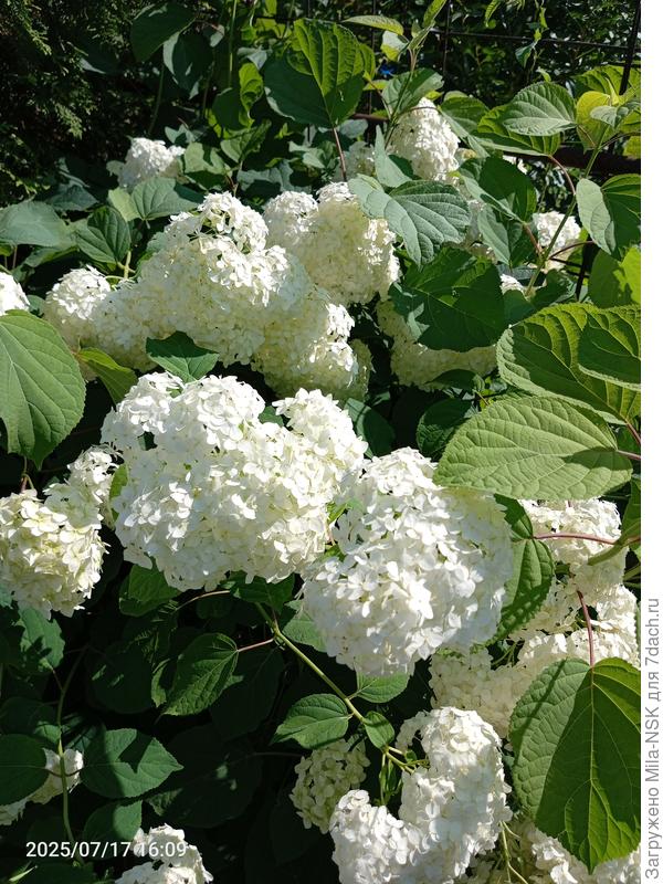 Анабель нынче разбушевалась