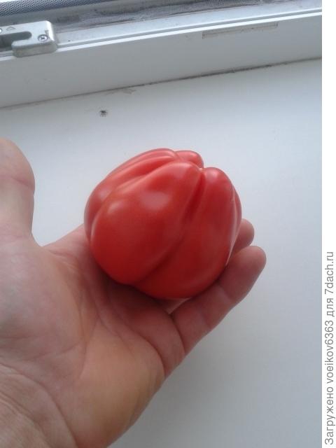 это еще не самый большой.