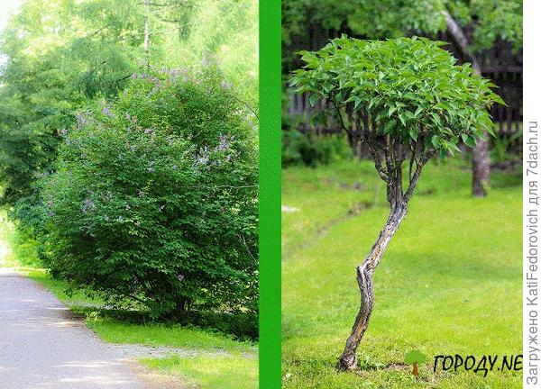 сирень, бонсай