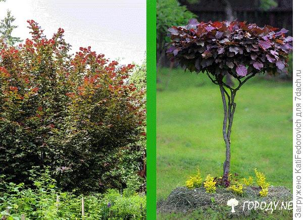 лещина, бонсай