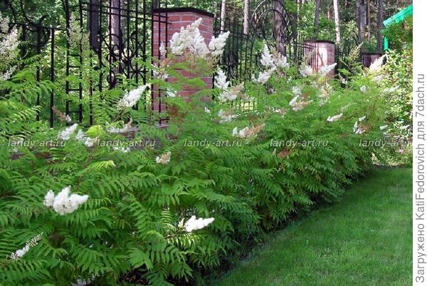 изгородь из рябинника