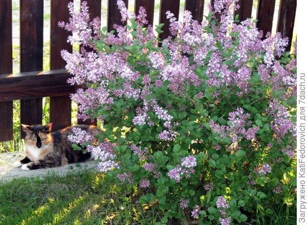 сирень Палибин