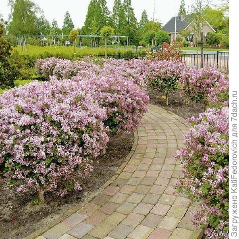 сирень мейера палибин изгородь