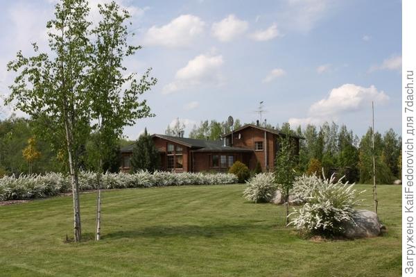 изгородь из спиреи грефшайм