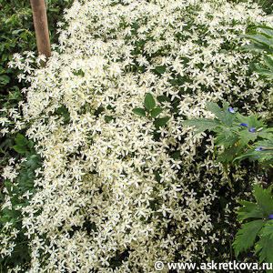 клематис прямой