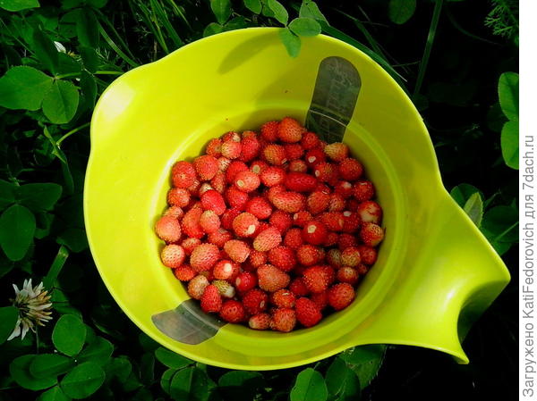 лесная земляника