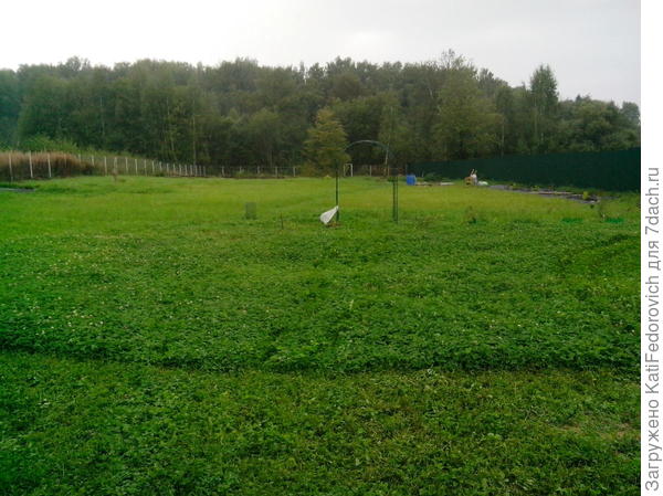 кошено-некошено. Газон из клевера