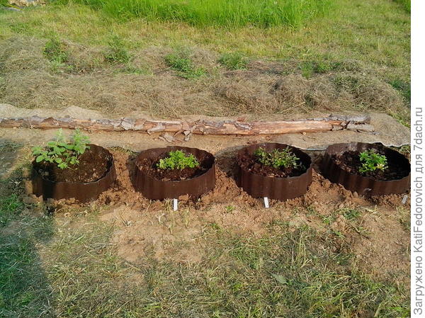мята в ограничителе