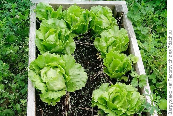 Кочанный салат Айсберг. Выращивание в открытом грунте и в контейнере набалконе