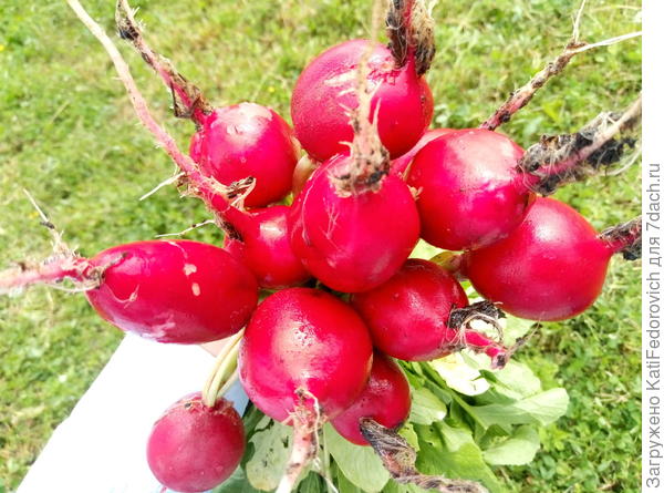 пучок редиски