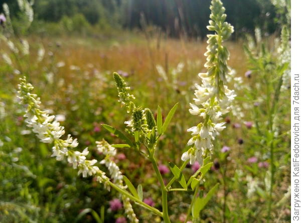 2. беленький кто-то