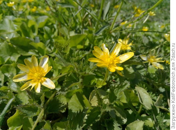 5. а это кто?