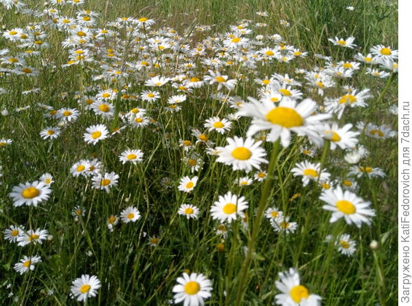 4. как правильно назвать эти ромашки?