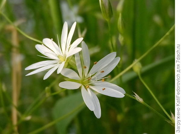 8. маленькие звездочки