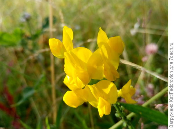 1. желтенький кто-то