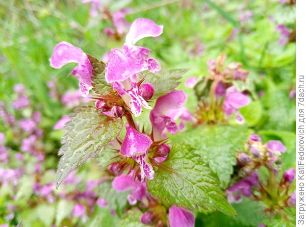 7. розовенькие