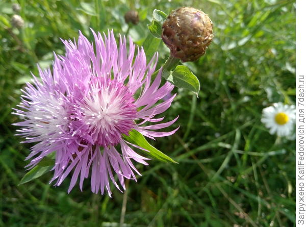 3. сиреневенький