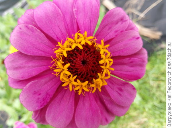 Еще оттенок розового