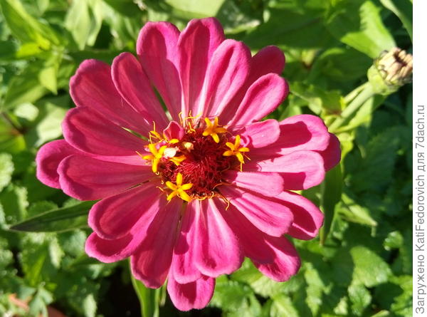 Темно розовая