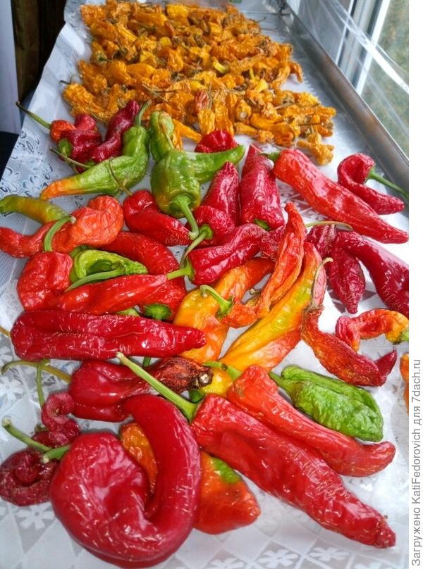 Острый сушится