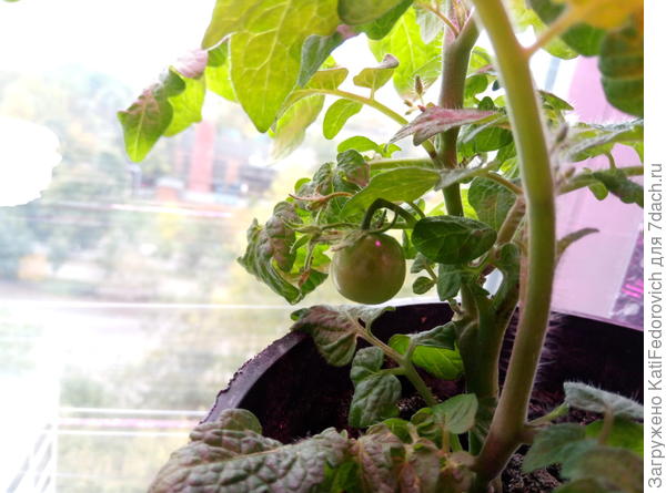 Сорт пиноккио