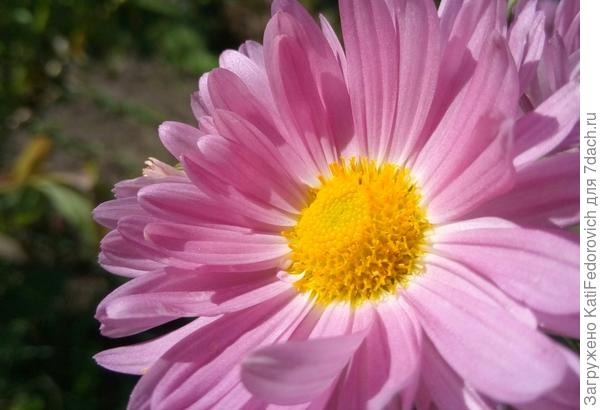 И цветочек )))