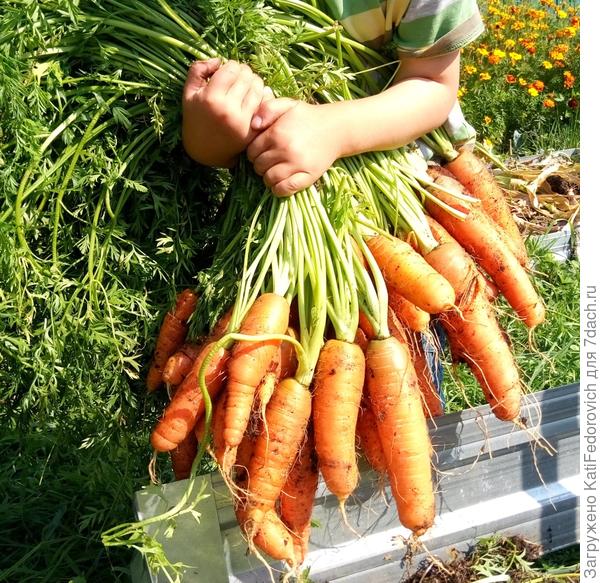Вот тебе букет морковки