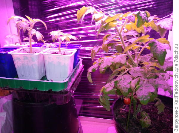 С помидоркой