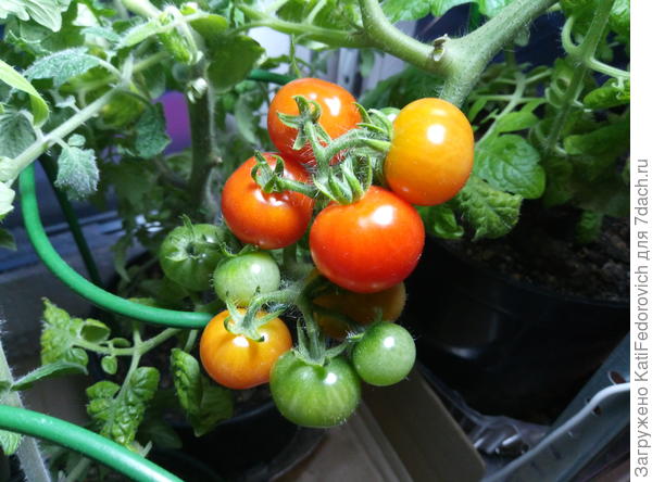 предпоследний урожай зреет