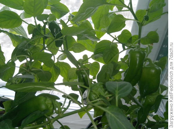 их больше раза в три, но неудобно фоткать