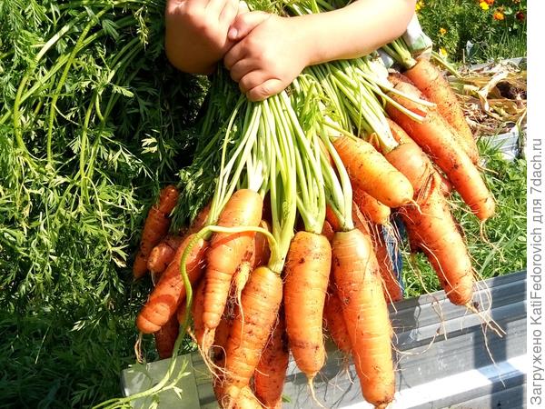 Секреты посадки и выращивания моркови. Защита от морковной мухи. Лайфхак сфото