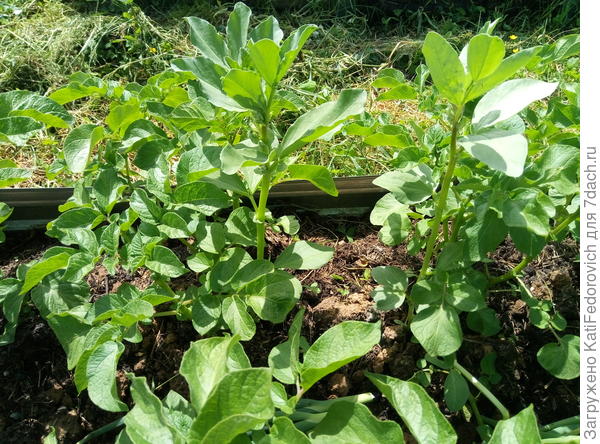Секрет выращивания картофеля. Защищаем от колорадских жуков и насыщаемпочву азотом