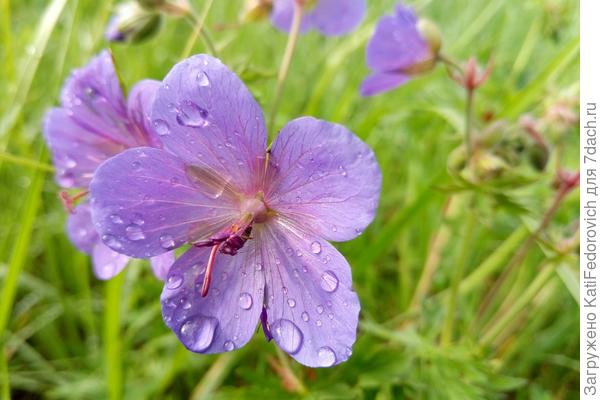 самые нежные полевые цветы для тебя )))