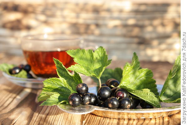 летняя смородина