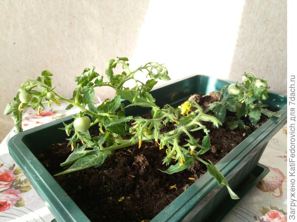 Бонсаи мои, бонсаи...