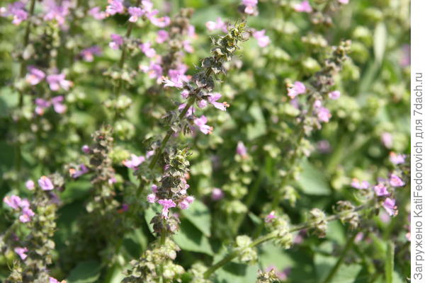 Аромат Ванили