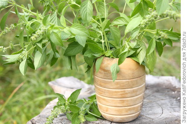 базилик Аромат Лимона (Седек)