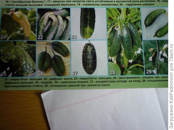 из инета из журнала