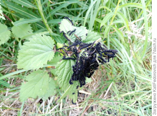 крапивницы