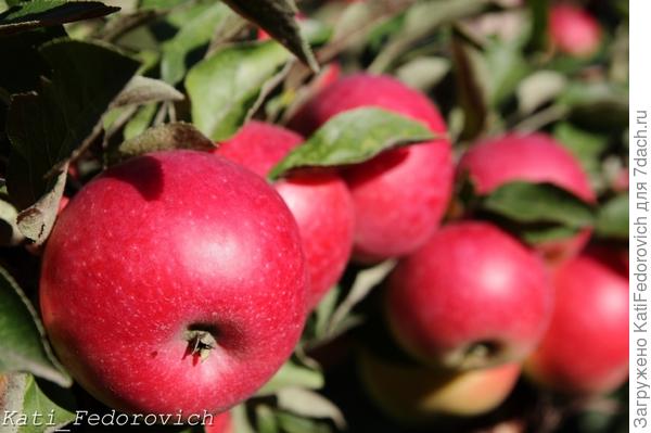 яблоки на моей колонке