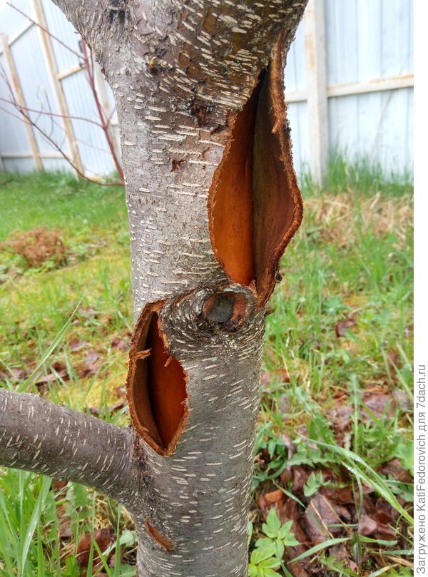 Что делать с зимними ранами на плодовых деревьях? На ваши вопросы отвечает Михаил Черток